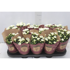 CRISANTEMO MINI P11 BRANCO