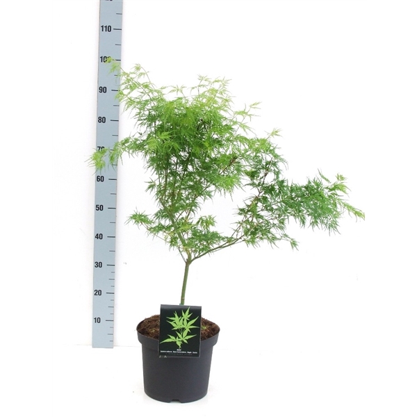 <h4>Acer palmatum 'Seiryu' P26 Full CC</h4>