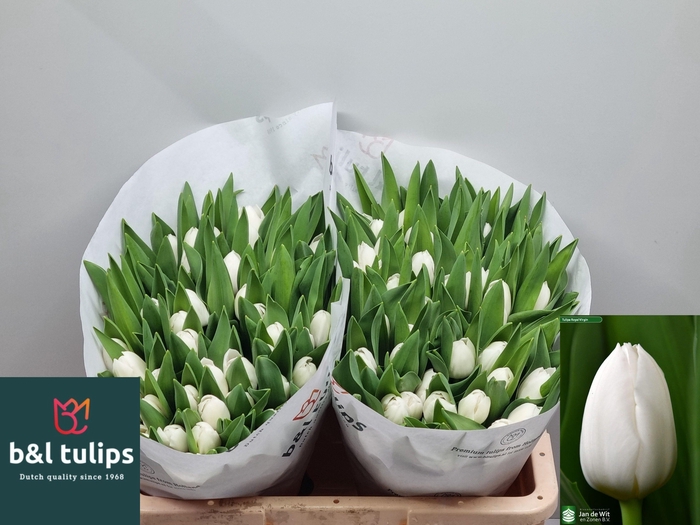 <h4>TU EN ROYAL VIRGIN</h4>