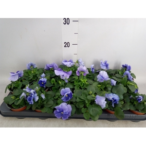 Viola wr. 'Flair Light Blue'