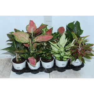 AGLAONEMA VARIADA P12 PREMIUM