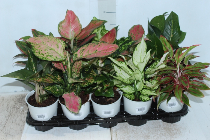 <h4>AGLAONEMA VARIADA P12 PREMIUM</h4>