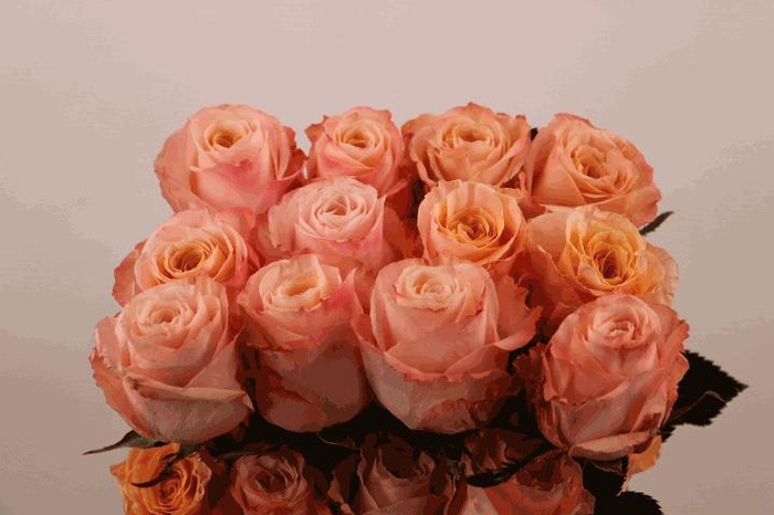 <h4>R Gr Carpe Diem+</h4>