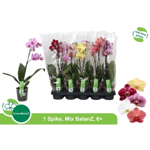 PHAL GEM