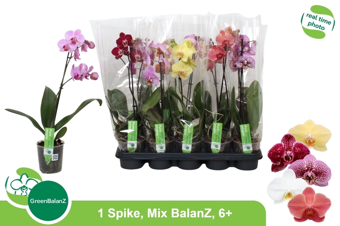 <h4>PHAL GEM</h4>