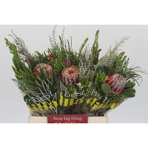 BQ Banksia Coccinea SFB