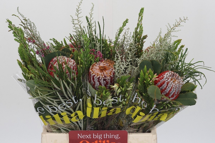 <h4>BQ Banksia Coccinea SFB</h4>