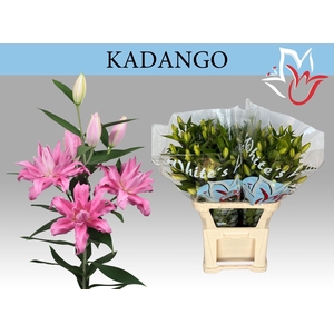 LILIUM ORI. DB 'KADANGO'