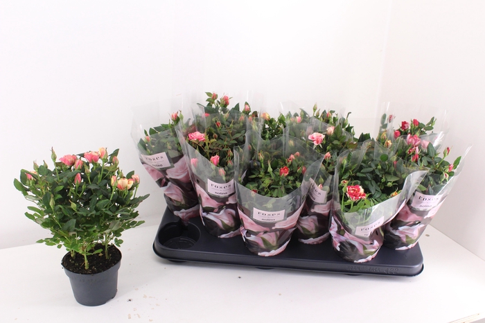 <h4>Ro Victory Gem</h4>