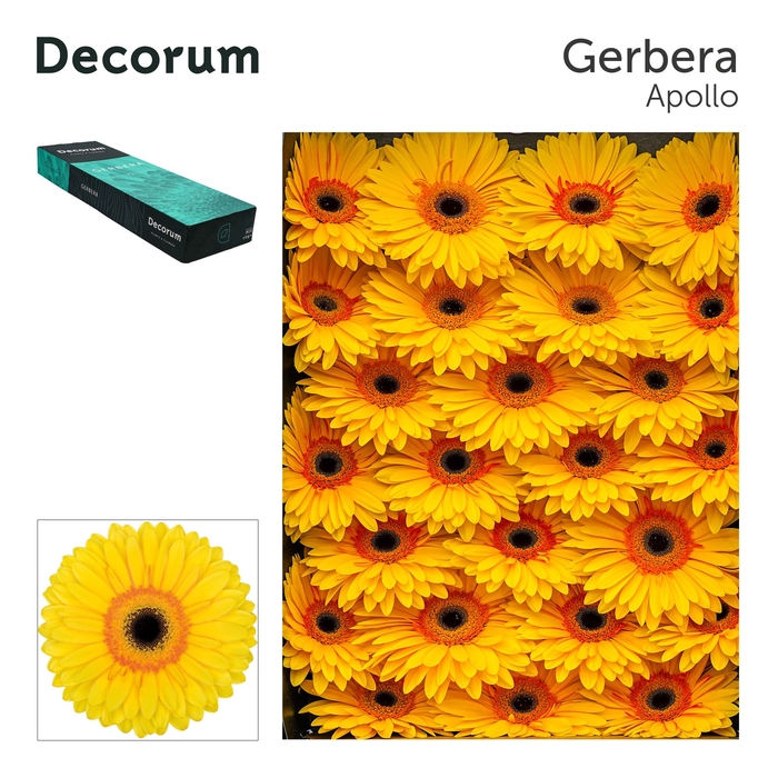 <h4>Gerbera Apollo Doos</h4>