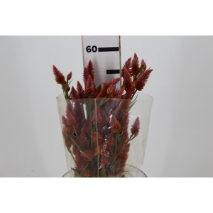 CELOSIA RABO DE GATO LARANJA