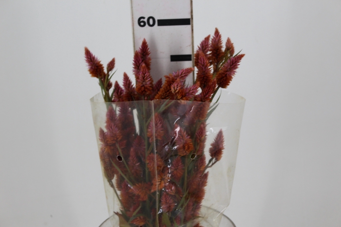 <h4>CELOSIA RABO DE GATO LARANJA</h4>