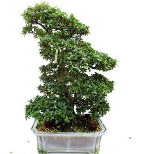 Rhododendron indicum ( 