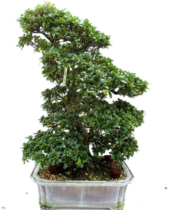 <h4>Rhododendron indicum ( "Kaho"), pot 41 cm. Height 80 cm. (single item)</h4>