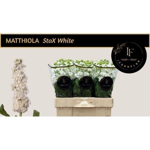 MATTHIOLA INCANA 'STOX WHITE'