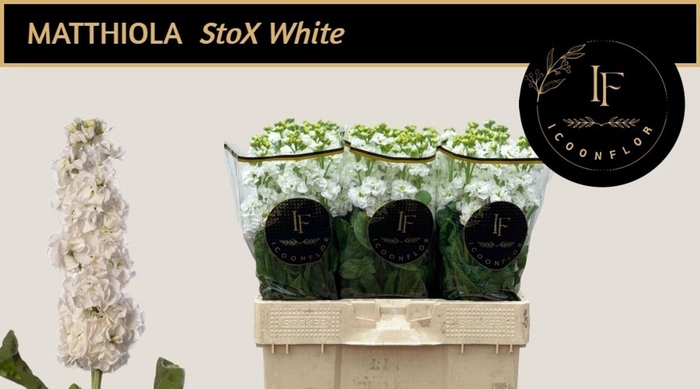 <h4>MATTHIOLA INCANA 'STOX WHITE'</h4>