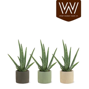 Aloe vera