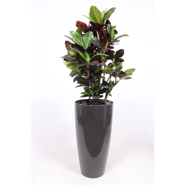 <h4>Codiaeum Petra (Croton) in Santorini pot "antraciet"</h4>