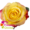 R Gr Hot Merengue+ Bicolor 50cm EC