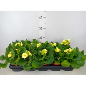 Primula elat. 'Sibel Lime'