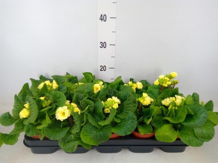 <h4>Primula elat. 'Sibel Lime'</h4>