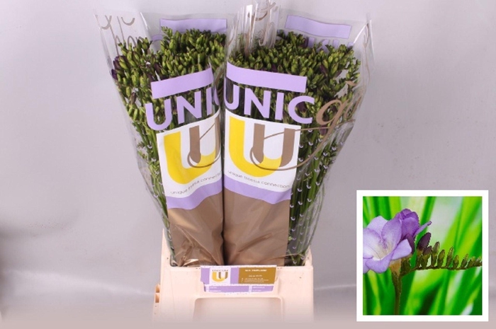 <h4>Freesia enk Palermo</h4>