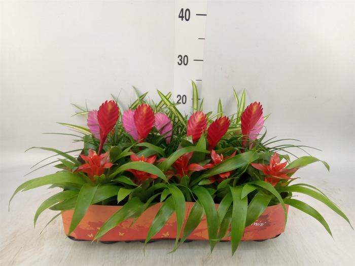 <h4>Bromelia   ...mix</h4>