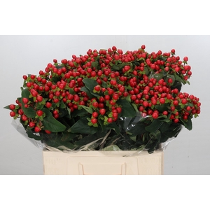 Hypericum Magical Royal Princess