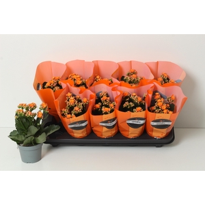 KAL GE PERFECTA ORAN