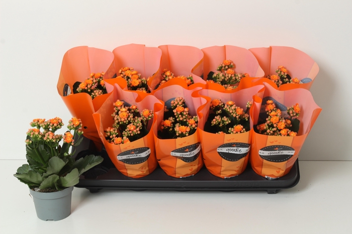 <h4>KAL GE PERFECTA ORAN</h4>