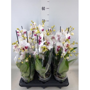 Phalaenopsis multi. 'FC Safe Haven'