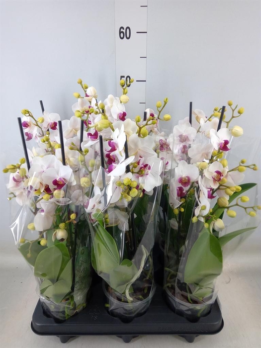 <h4>Phalaenopsis multi. 'FC Safe Haven'</h4>