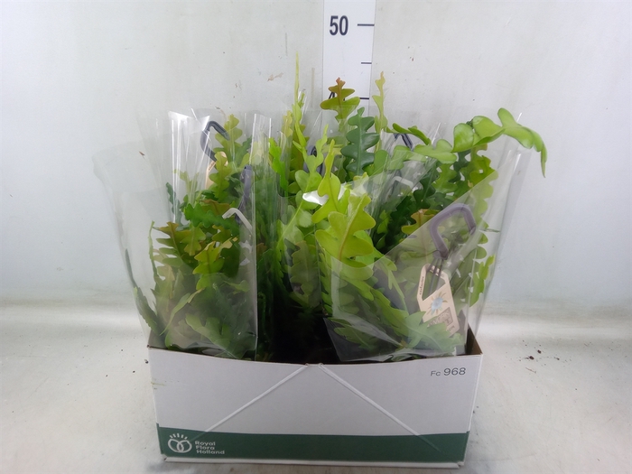 <h4>Epiphyllum anguliger</h4>