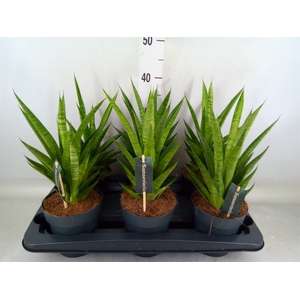 Sansevieria cyl.  ...