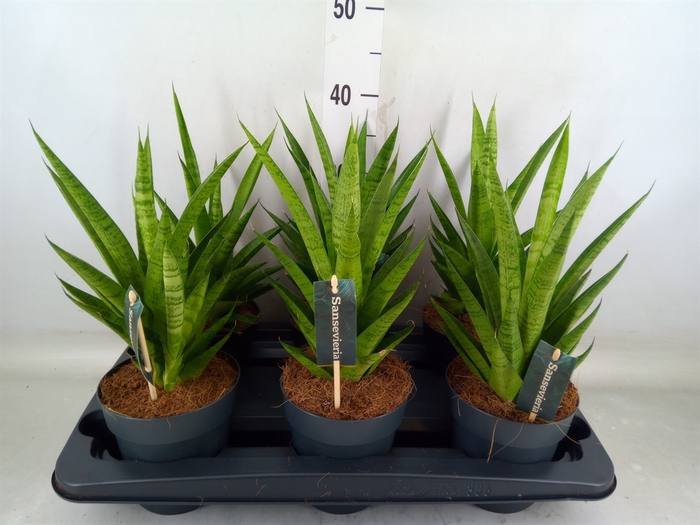 <h4>Sansevieria cyl.  ...</h4>