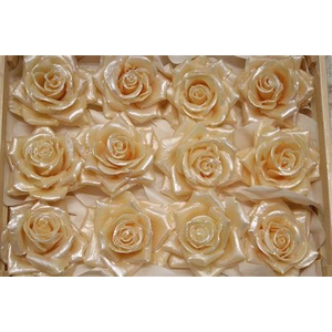 Wax Roos Pearl Zalm