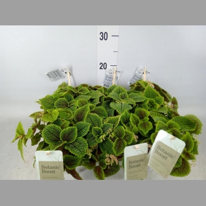 Pilea mollis 'Moon Valley'