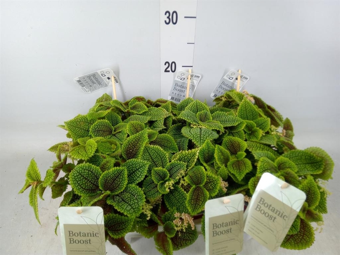 <h4>Pilea mollis 'Moon Valley'</h4>