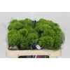 Dianthus Br Kiwi Mellow