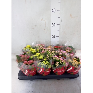 Kalanchoe blos.   ..rosebud mix  5