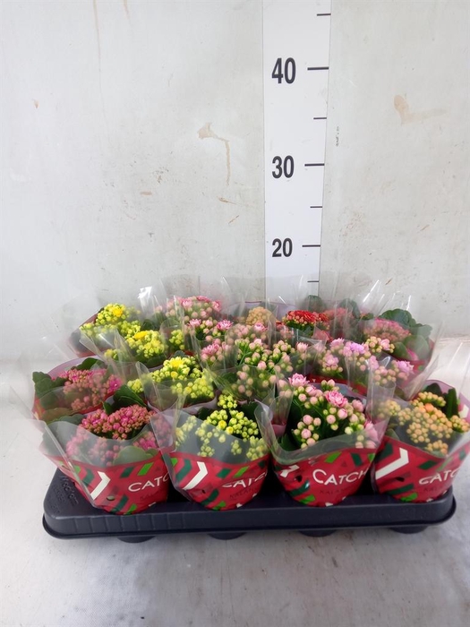 <h4>Kalanchoe blos. ..rosebud mix 5</h4>
