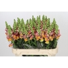 Antirrhinum Potomac Dark Orange