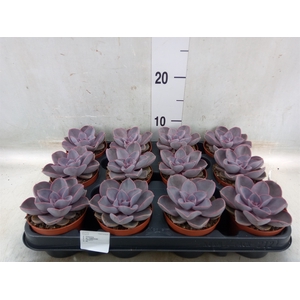 Echeveria  'Perle von Nurnberg'