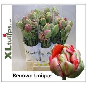 Tu Du Fr Renown Unique 60cm