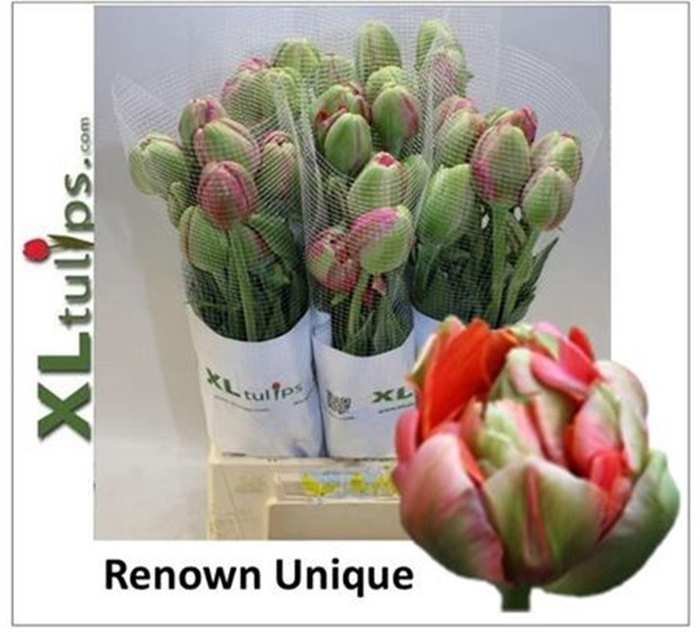 <h4>Tu Du Fr Renown Unique 60cm</h4>