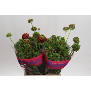 Ranunculus Romance Crown Bastille