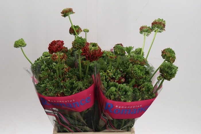 <h4>Ranunculus Romance Crown Bastille</h4>