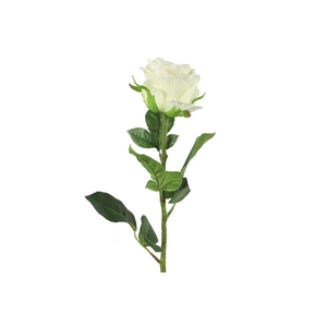 Af Rosa L70cm Wit