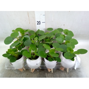 Arr.   Kamerplant Groen L%
