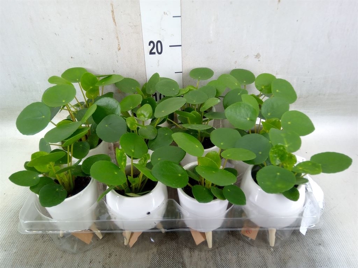 <h4>Arr.   Kamerplant Groen L%</h4>